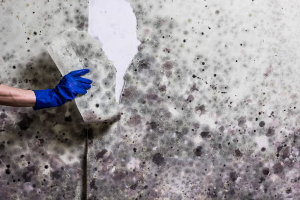 Best Black Mold Remediation in Shiloh, PA