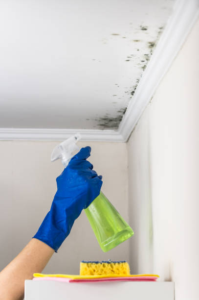 Best DIY Mold Remediation Support Services in Shiloh, PA